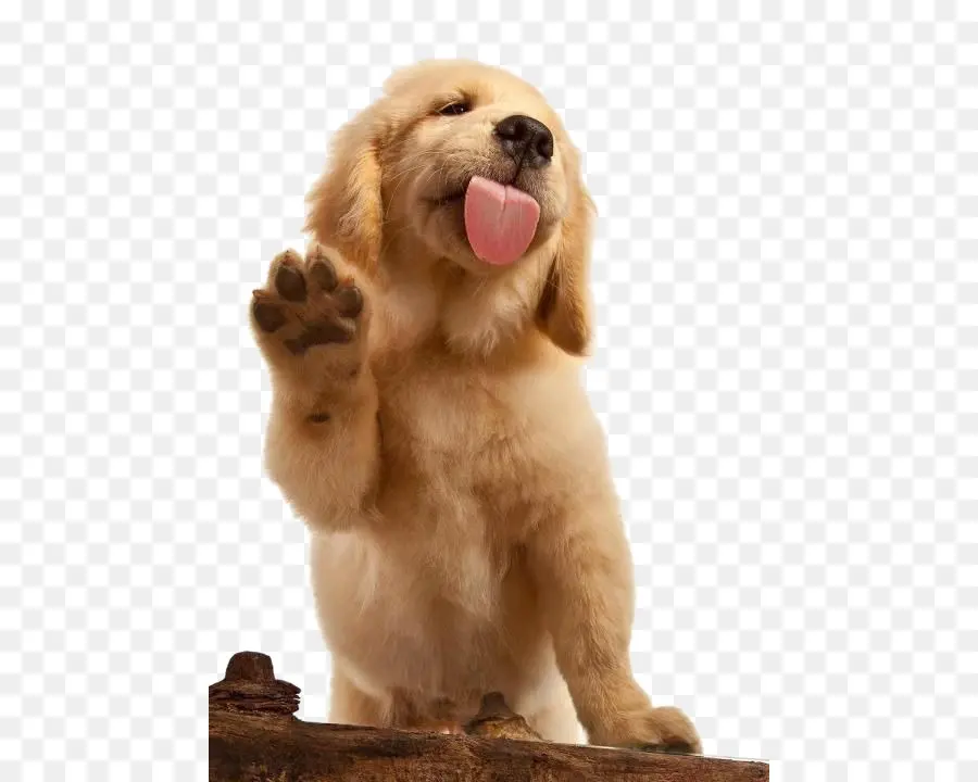 Chiot Golden Retriever，Chien PNG