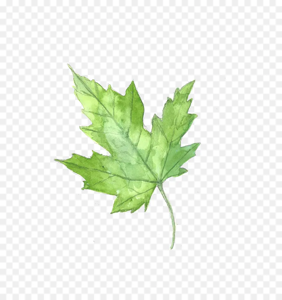 La Feuille D érable，Feuille PNG