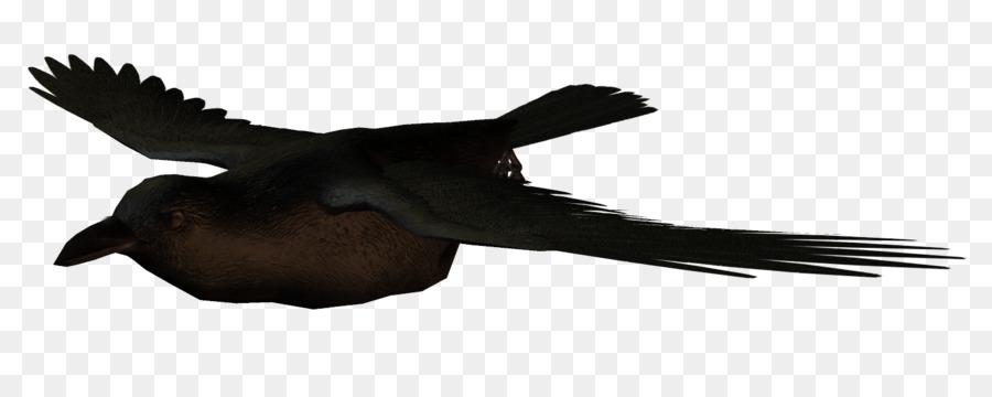 Les Corbeaux，Oiseau PNG