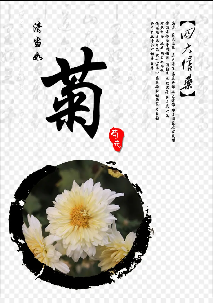 Jiaozuo，Chrysanthème Xd7grandiflorum PNG