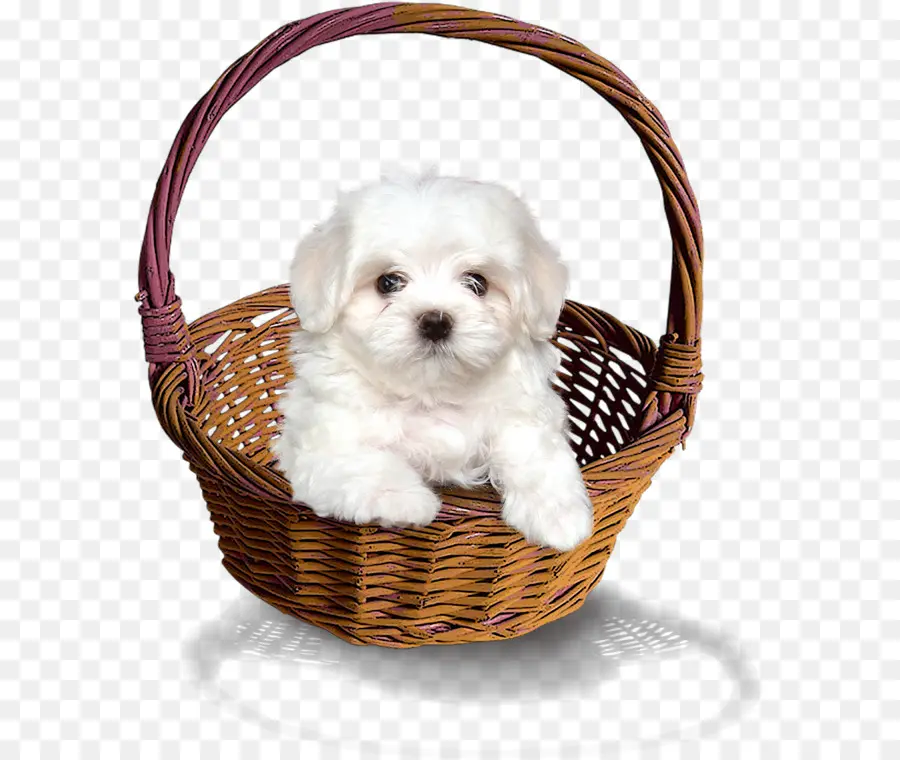 Chiot，Panier PNG