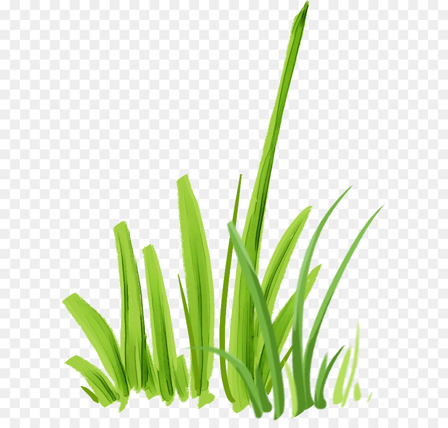 Herbe Verte，Nature PNG