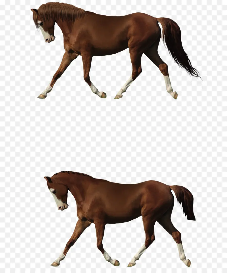 Chevaux，Équin PNG