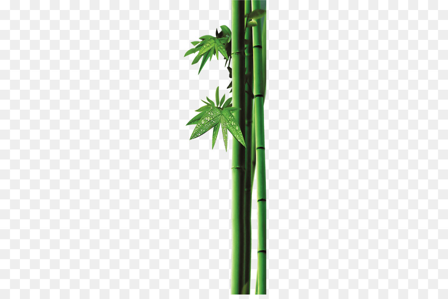 Bambou，Bambusa Oldhamii PNG
