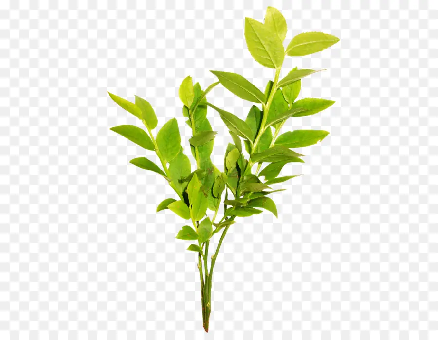 Plante Verte，Feuilles PNG