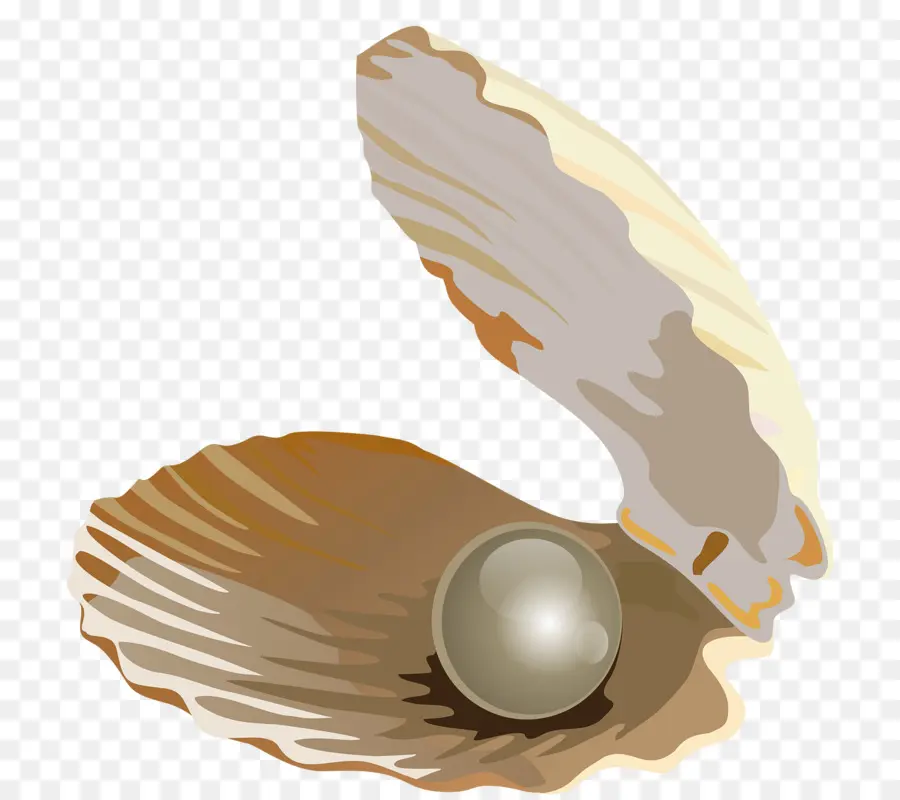 Coquillage，Perle PNG