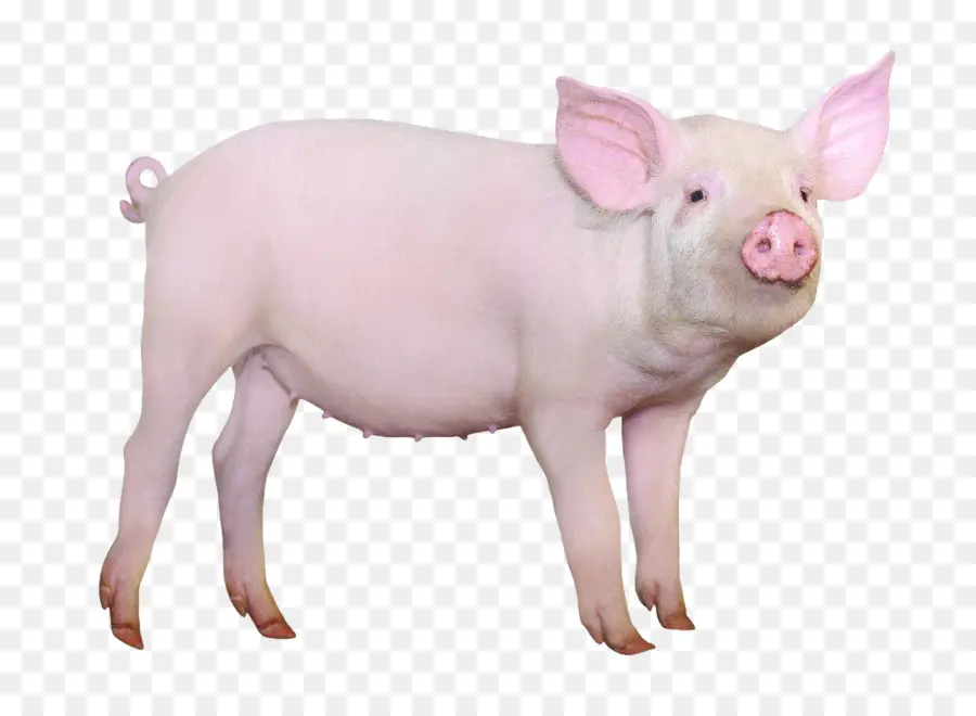 Hampshire Cochon，Domestication Des Animaux PNG