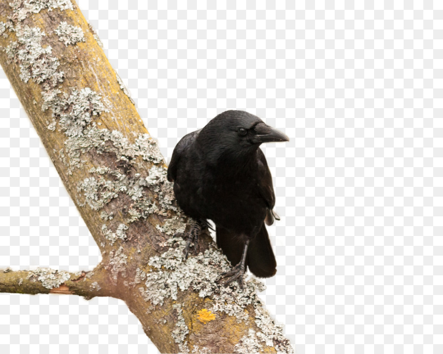 Corbeau Américain，Nouveau Corbeau Calédonien PNG