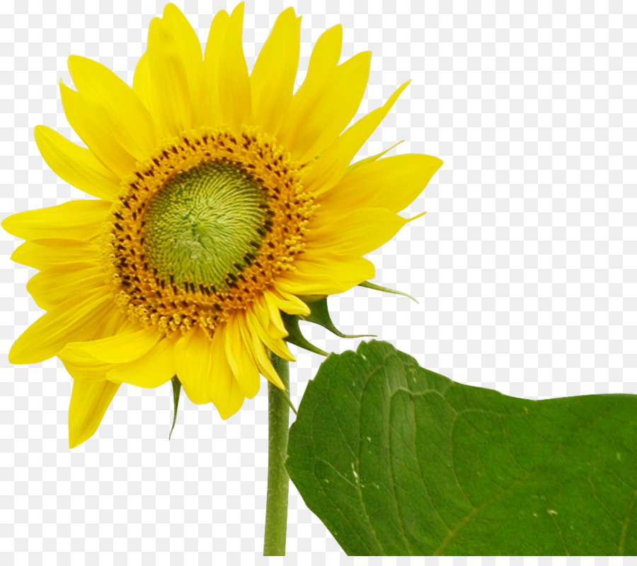 Tournesol Jaune，Feuilles Vertes PNG