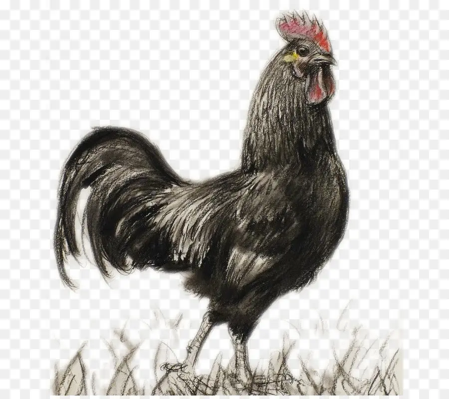 Coq，Poulet PNG