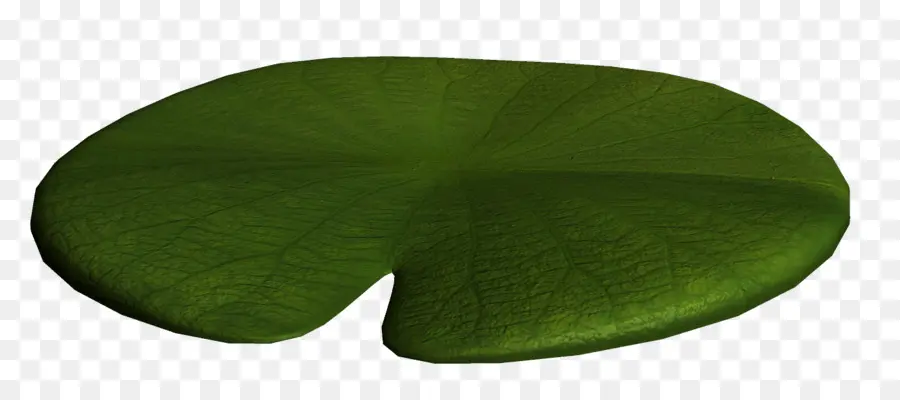 Nénuphar，Eau PNG