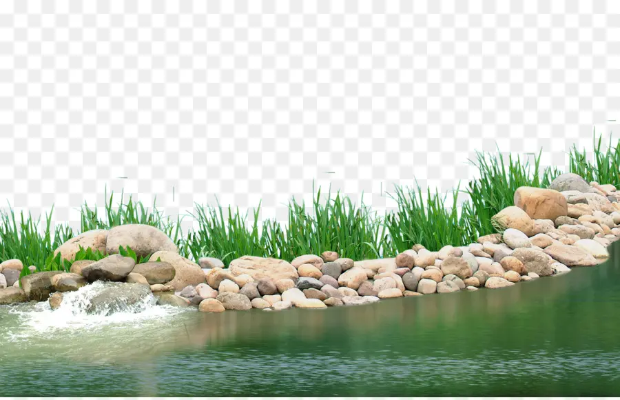 L étang，Les Plantes Aquatiques PNG