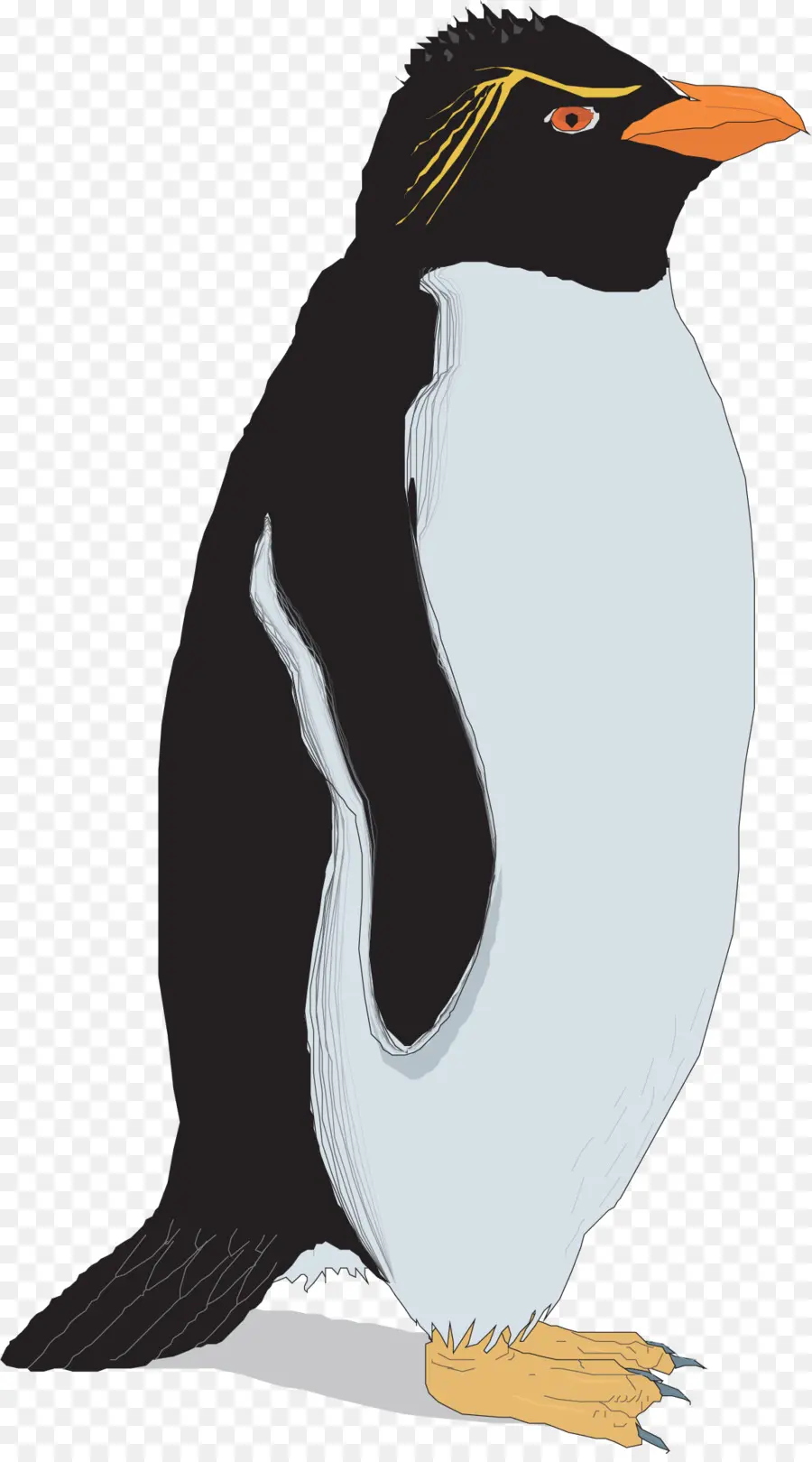 Pingouin，Rockhopper Pingouin PNG