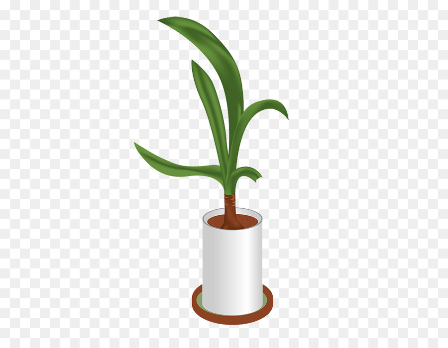 Plante En Pot，Usine PNG