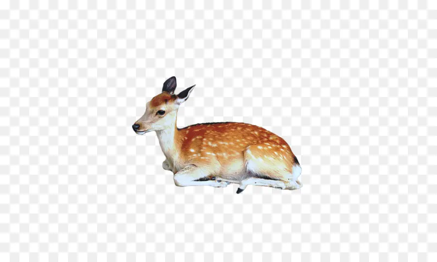 Cerf，Bois PNG