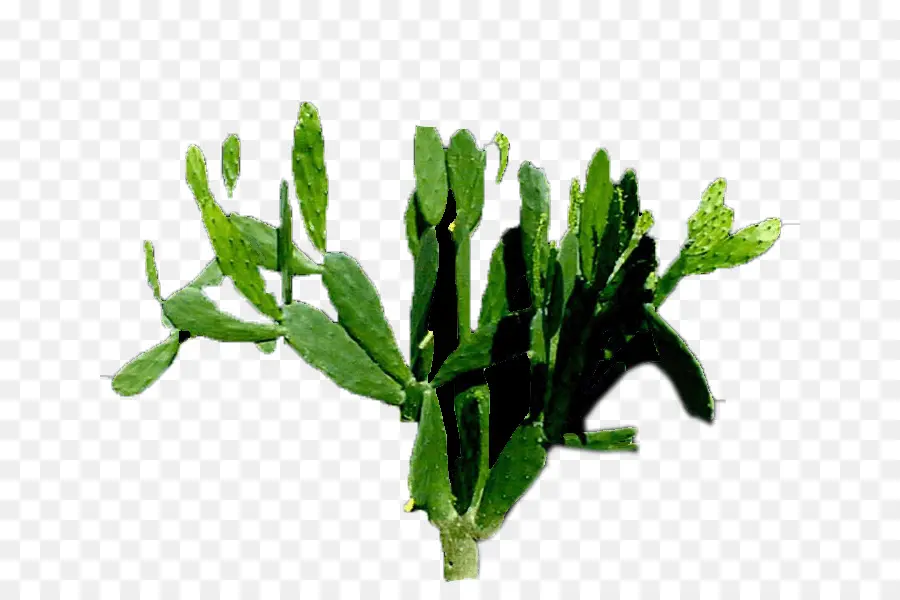 Cactus Vert，Succulent PNG