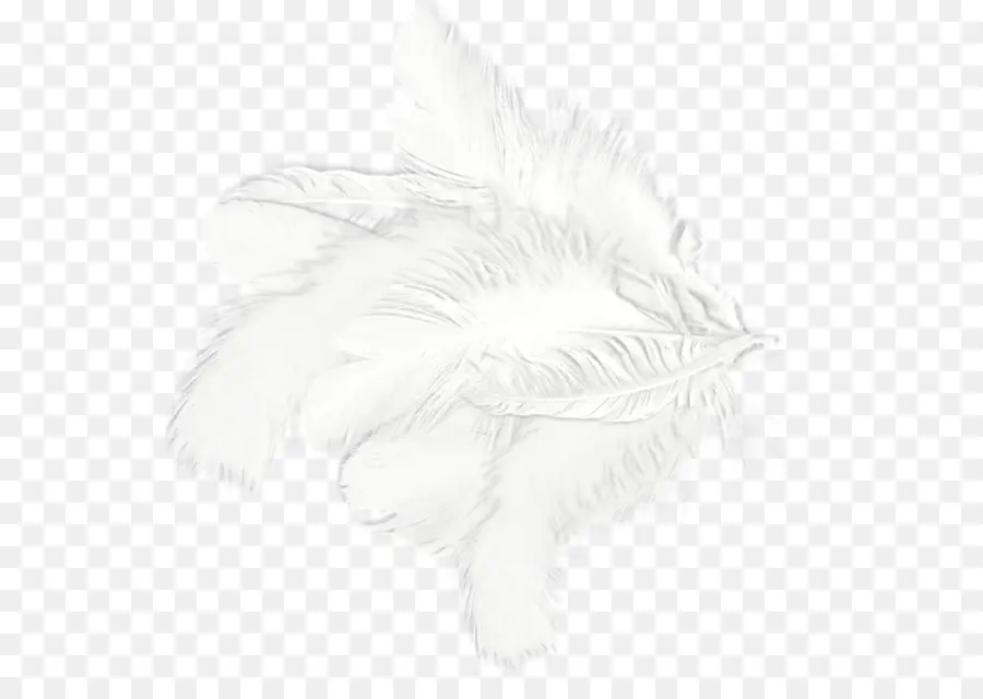 Plumes，Blanc PNG