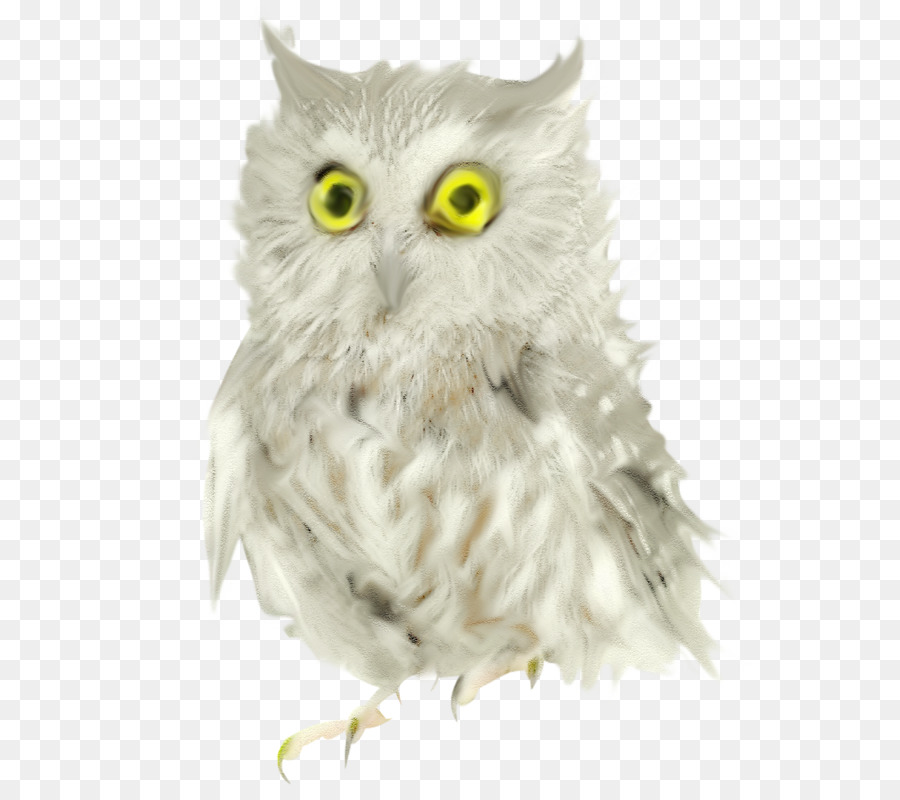 Hibou，Yeux PNG