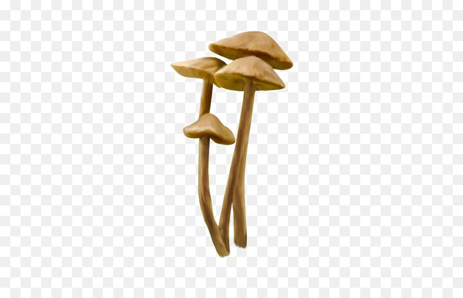 Champignons，Brun PNG