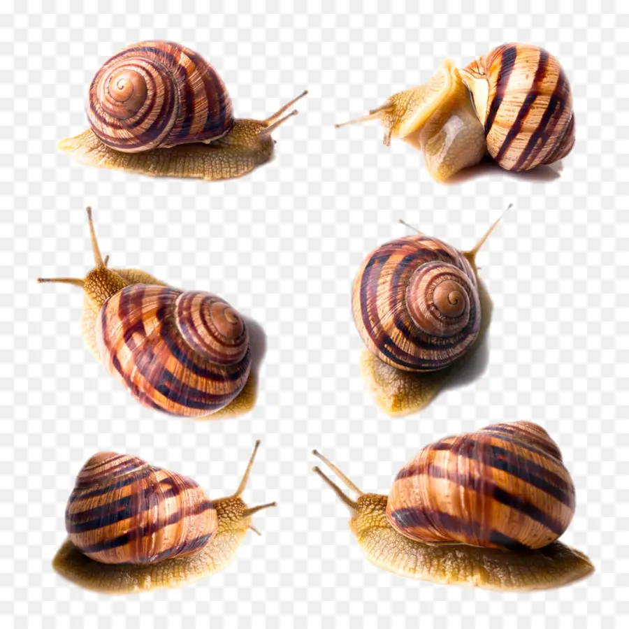 Escargot，Coquille PNG