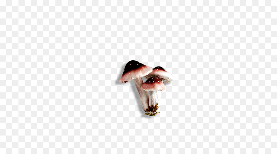 Champignons，Forêt PNG