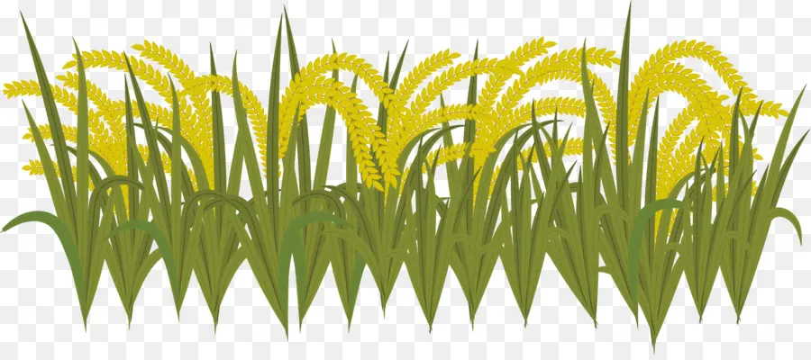 Plants De Riz，Agriculture PNG