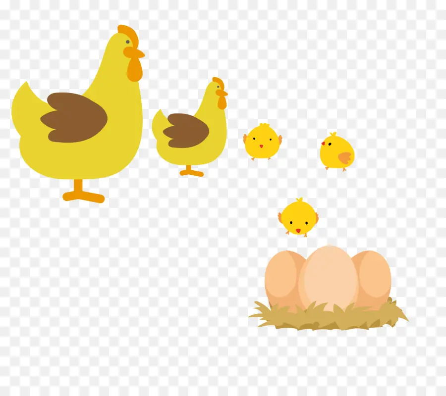 Poulets，Poussins PNG