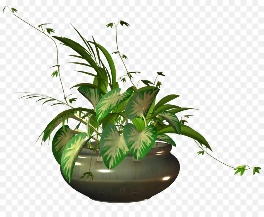 Flowerpot，Plante D Intérieur PNG