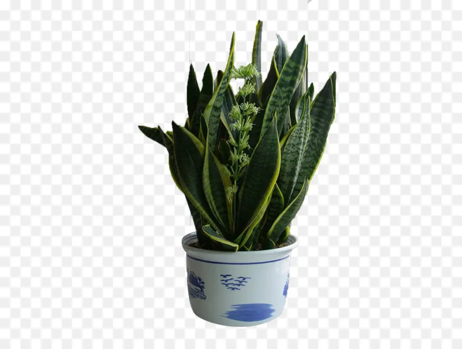 Plante Verte，Pot PNG