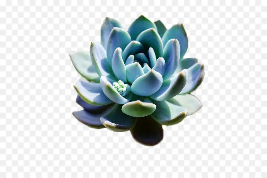 Plante Succulente，Flowerpot PNG