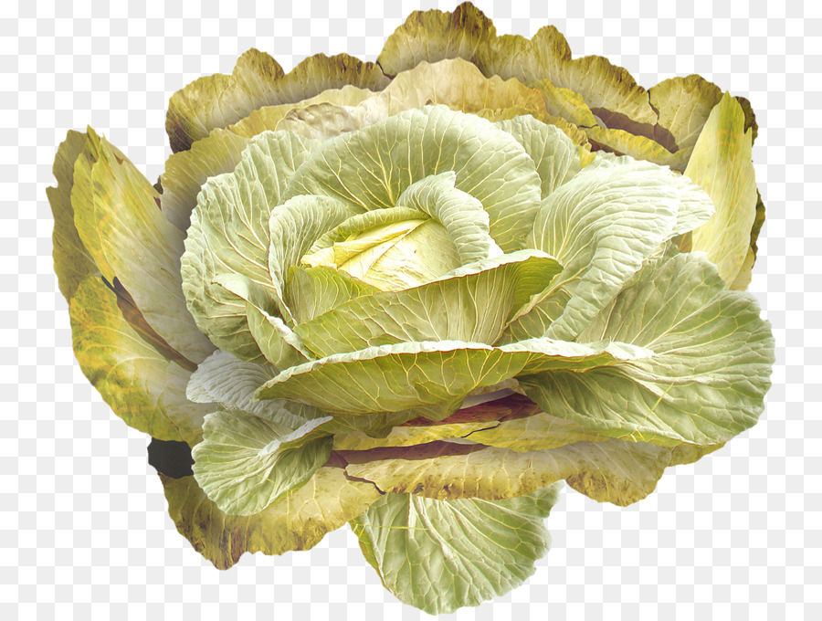 Chou，Laitue Romaine PNG