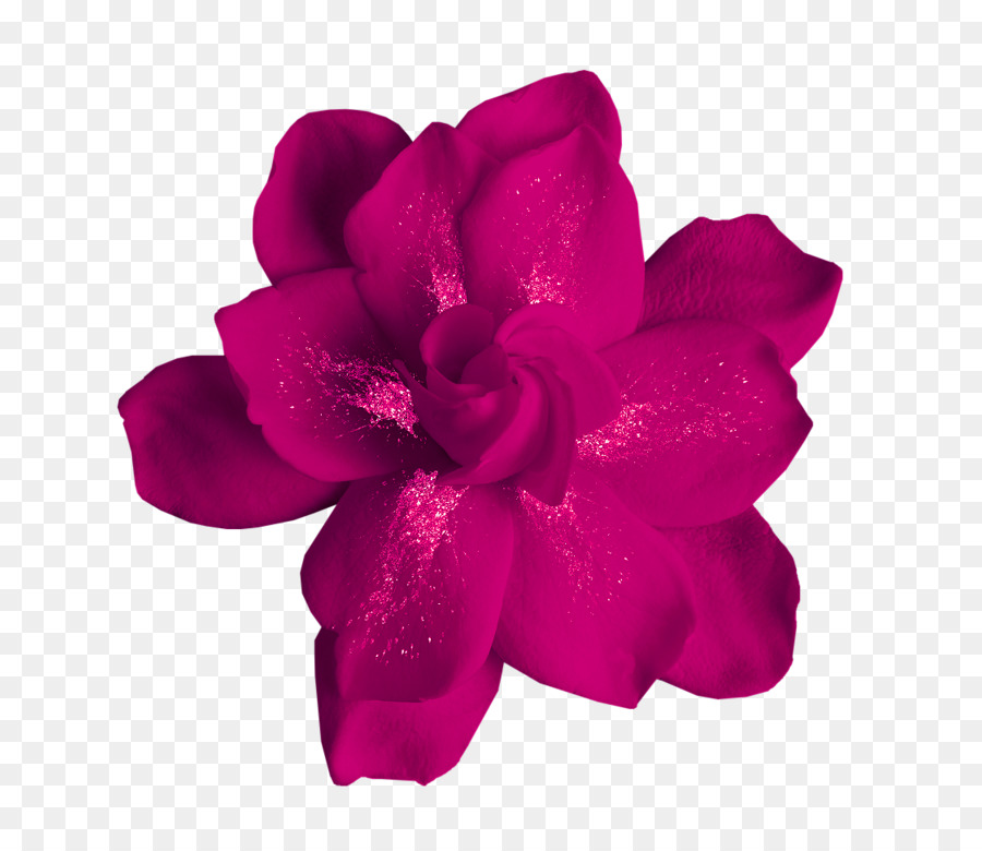 Fleur Violette，Fleurir PNG