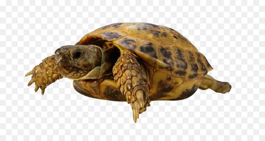 Tortue，Coquille PNG