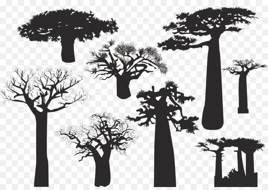 Baobabs，Silhouette PNG