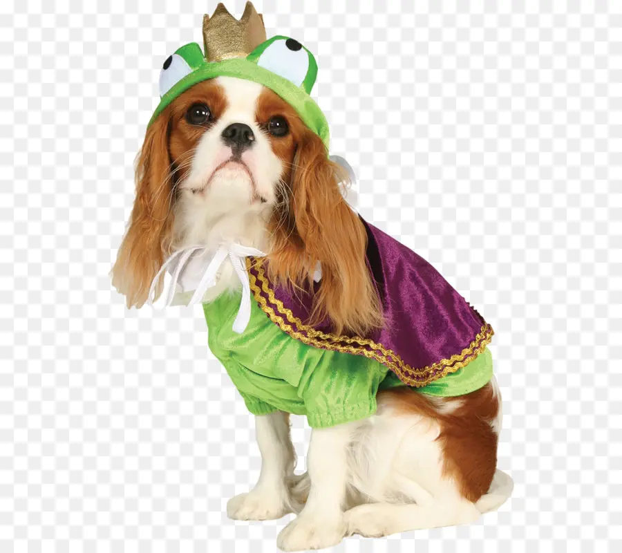 Chien，Costume PNG