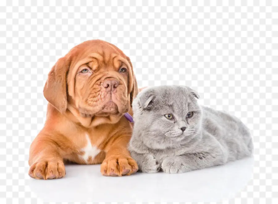 Chiot Et Chaton，Mignon PNG