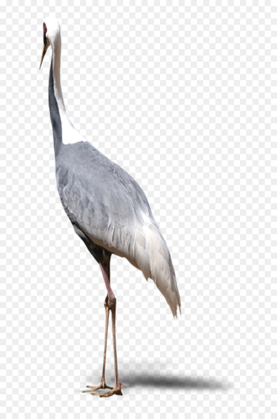 grue oiseau redcrowned grue png grue oiseau redcrowned grue transparentes png gratuit grue oiseau redcrowned grue png