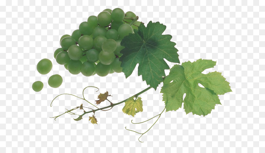 Raisins Verts，Feuille PNG