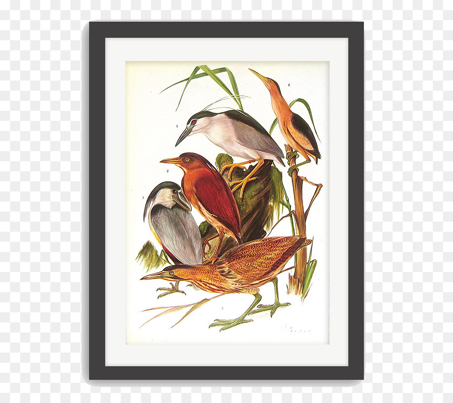 Illustration D'oiseau，Encadré PNG