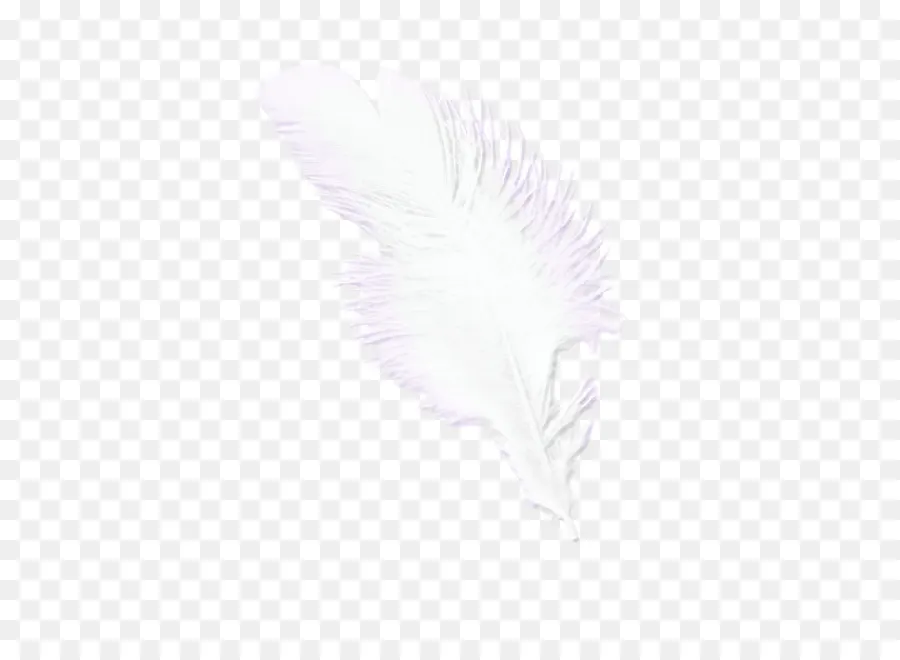 Plumes，Blanc PNG