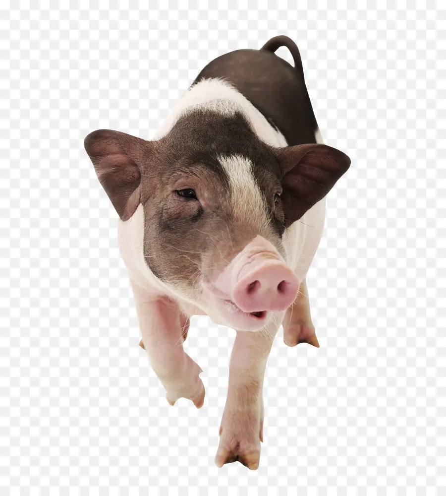 Cochon，Mignon PNG