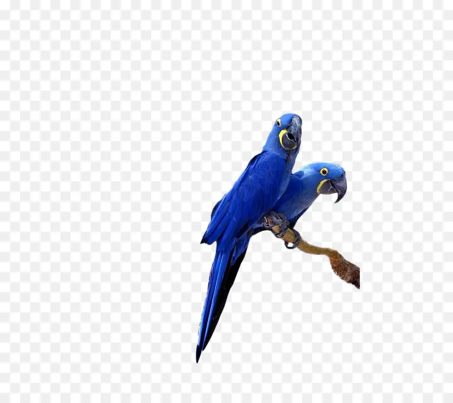 Jacinthe Macaw，Lears Macaw PNG
