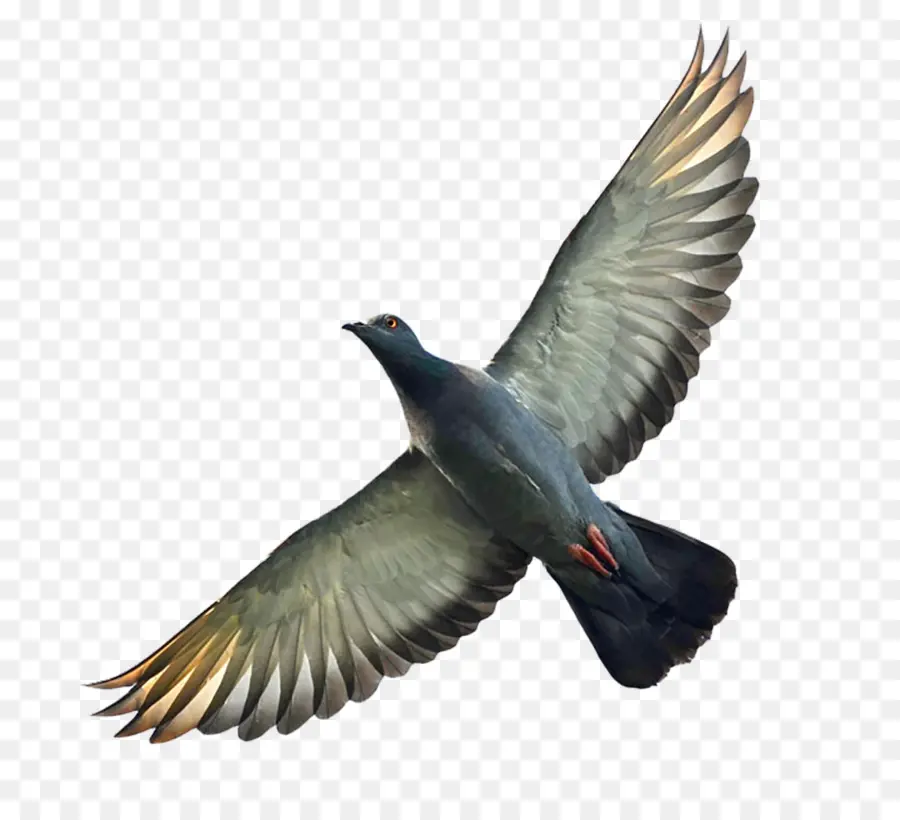 Pigeon Voyageur，Columbidae PNG