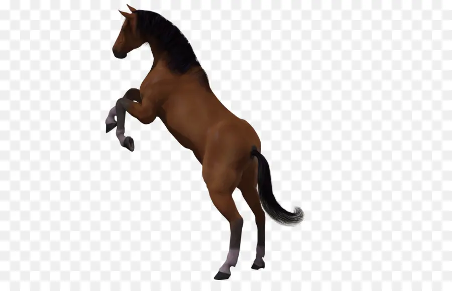 Cheval，Le Graphisme 3d Sur Ordinateur PNG