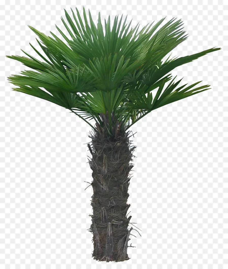 Arecaceae，Arbre PNG