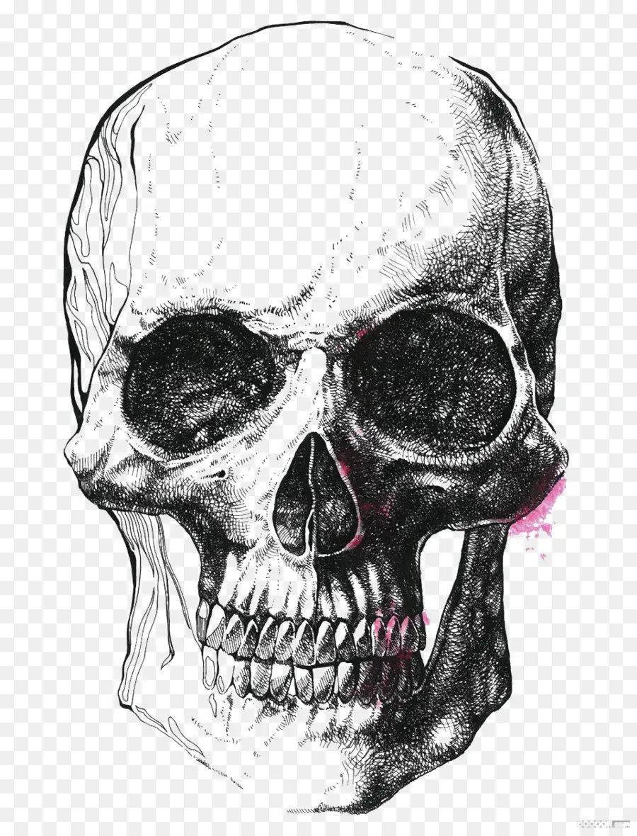Crâne，Dessin PNG