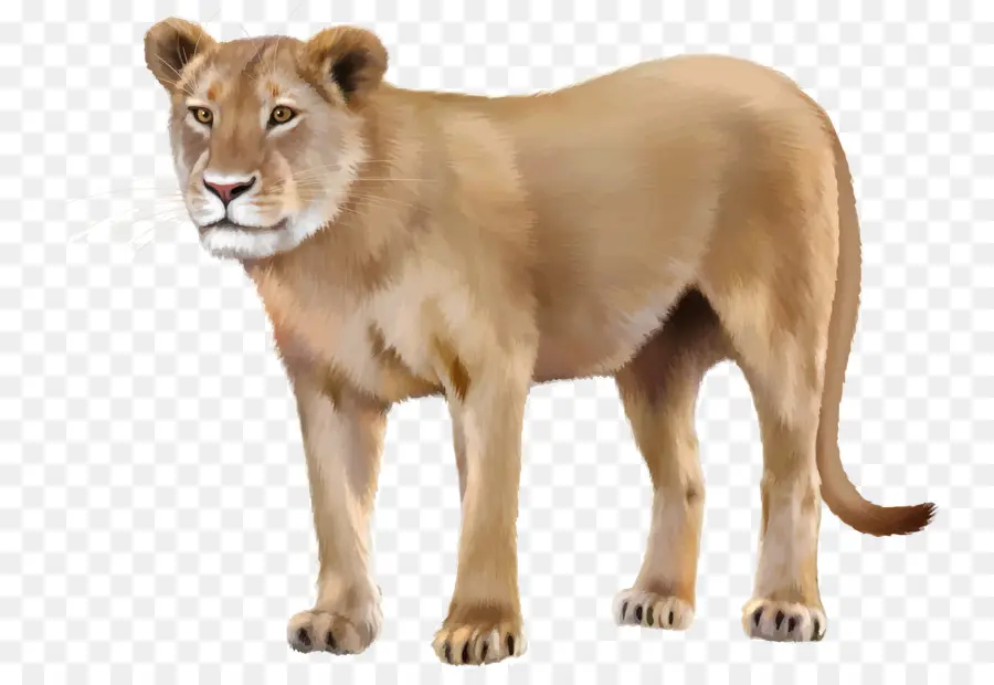 Lionne，Faune PNG