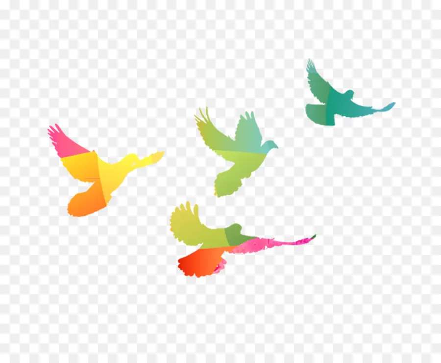 Oiseaux Colorés，Vol PNG