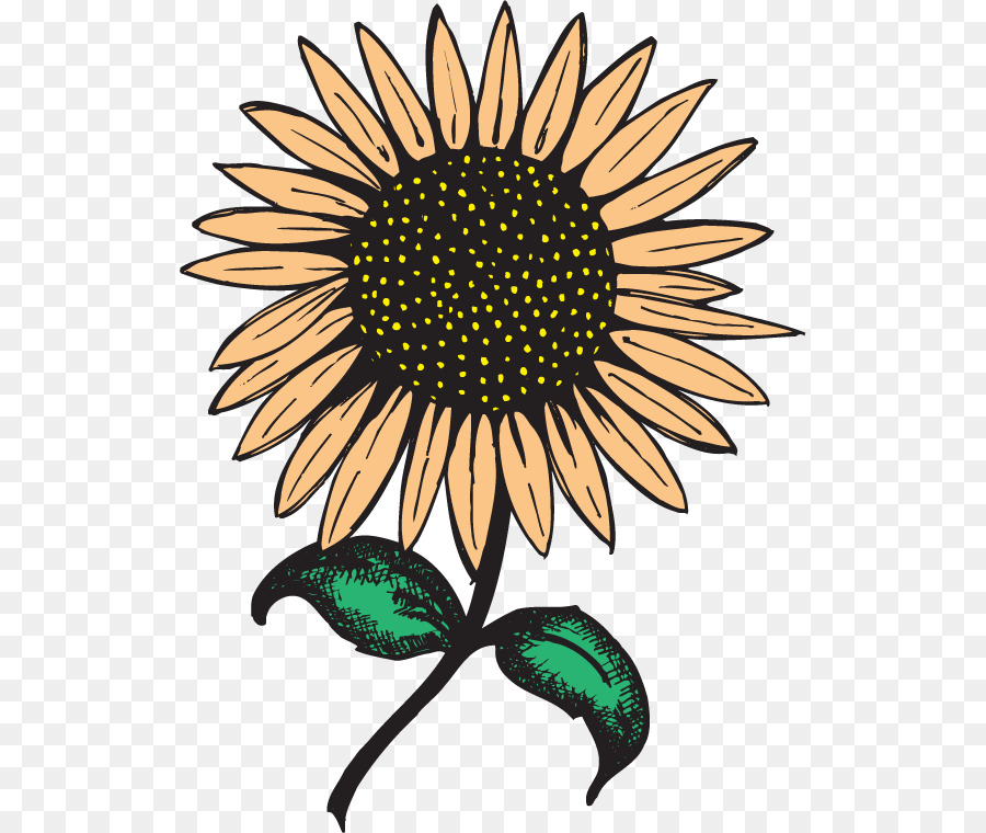 Tournesol，Fleur PNG