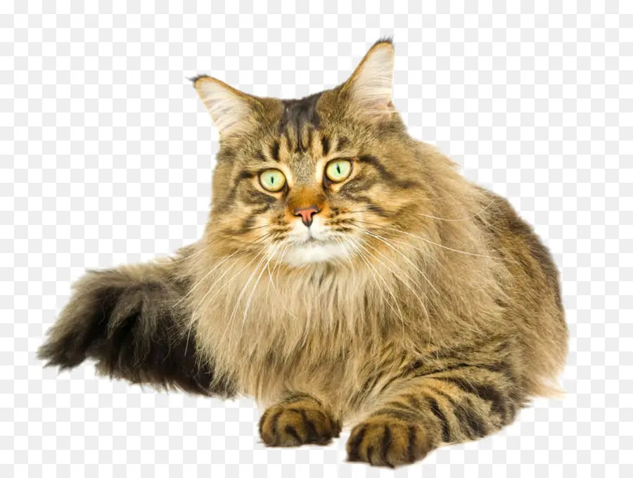 Maine Coon，Chat Sibérien PNG